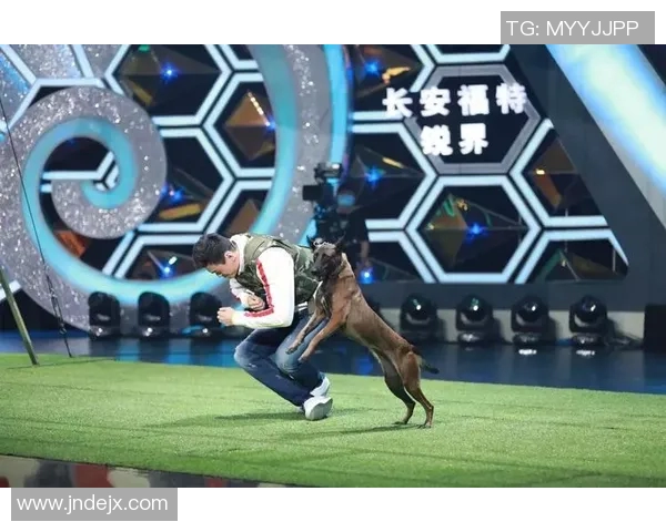 巴西警犬足球明星的传奇故事与训练背后的秘密揭秘